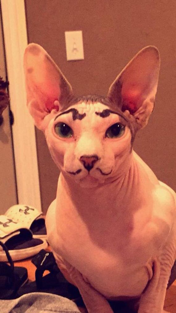 Cats-Caturday