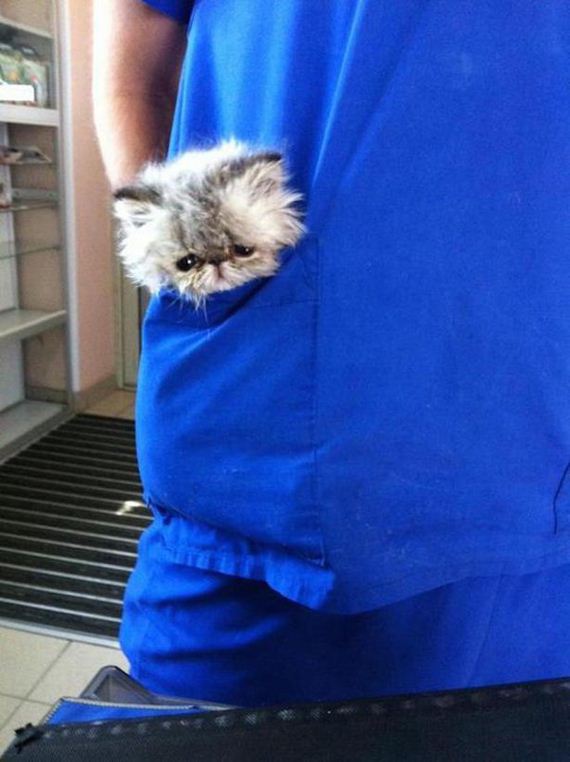 Cats-Caturday