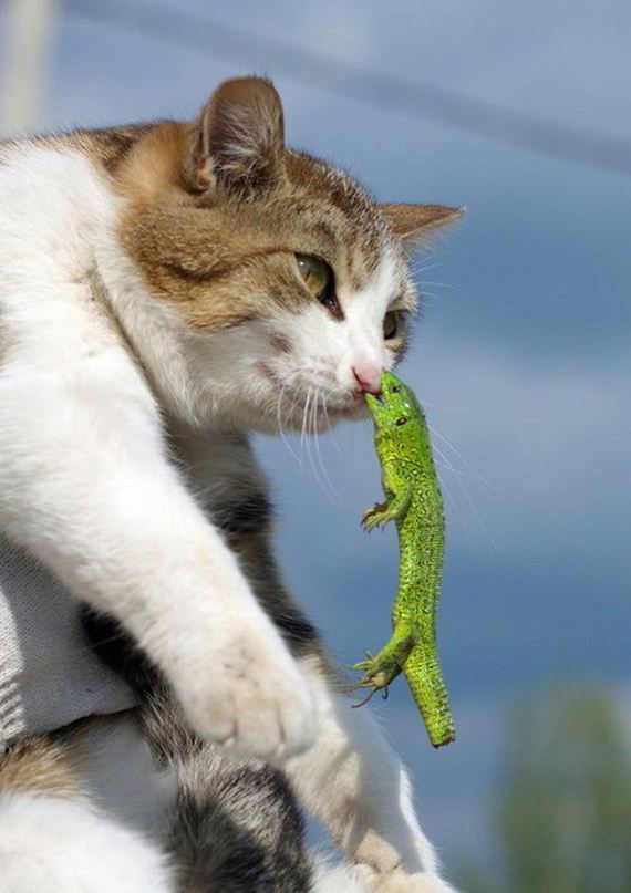 Cats-Caturday