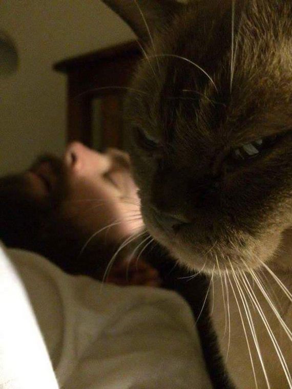 Cats-Caturday