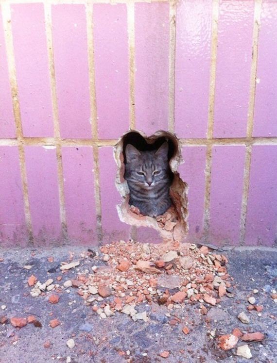 Cats-Caturday