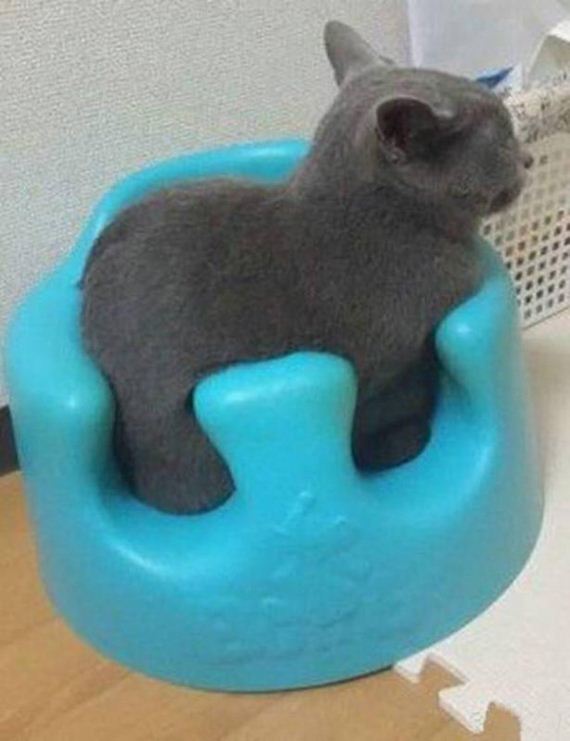 Cats-Caturday