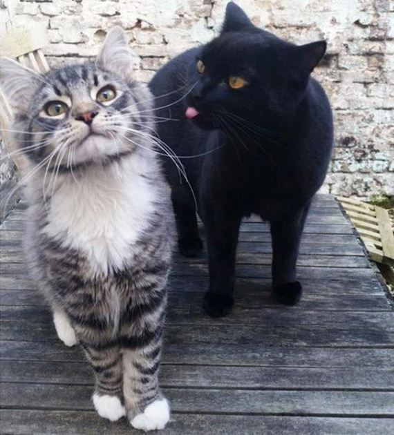 Cats-Caturday
