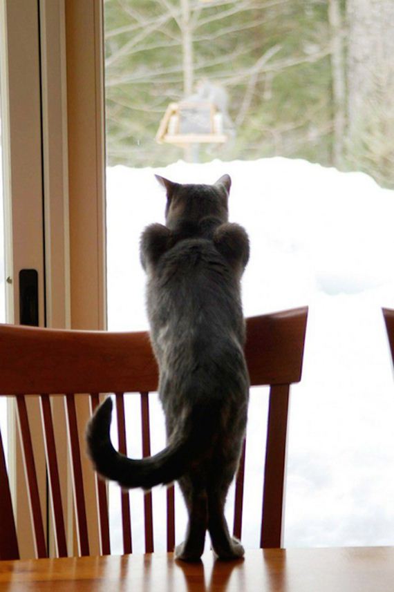 Cats-Caturday