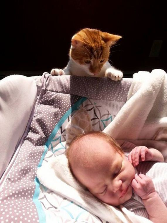 Cats-Caturday