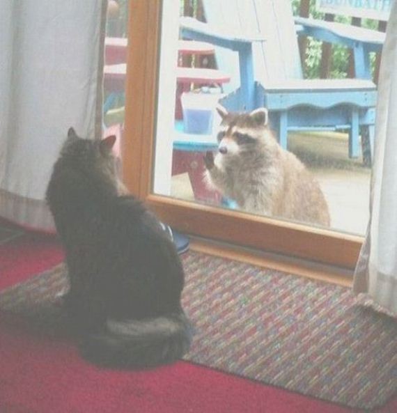 Cats-Caturday