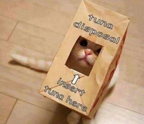 Cats-Caturday