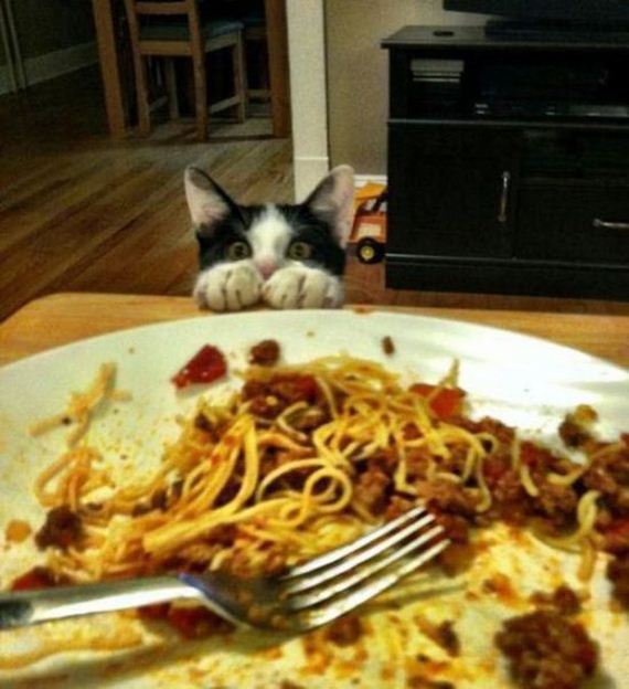 Cats-Caturday