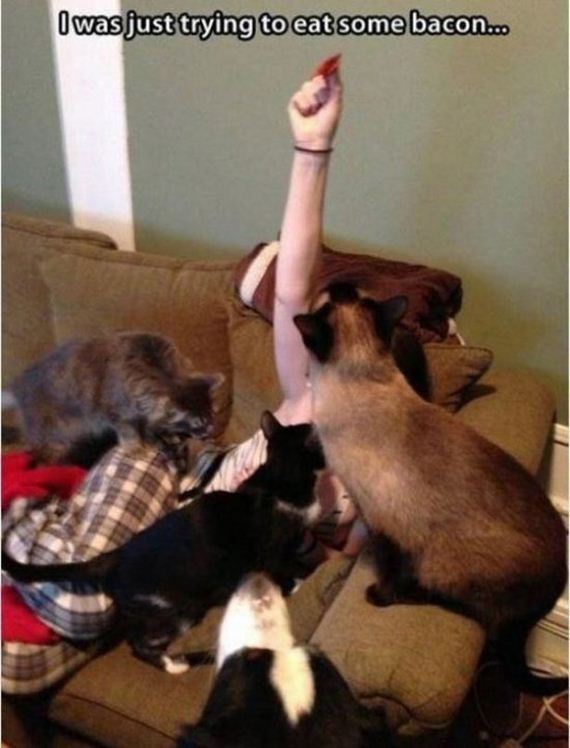 Cats-Caturday