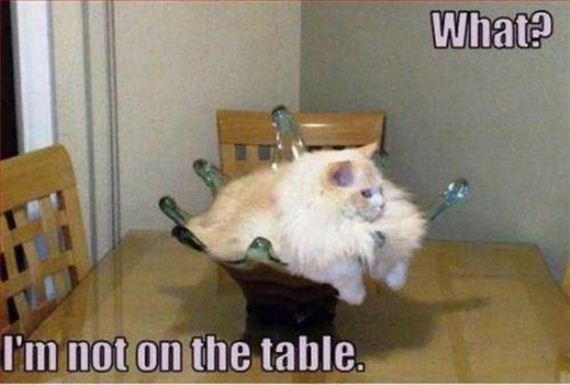 Cats-Caturday