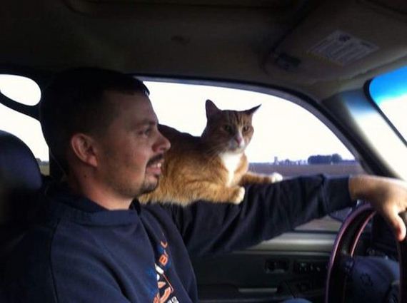 Cats-Caturday
