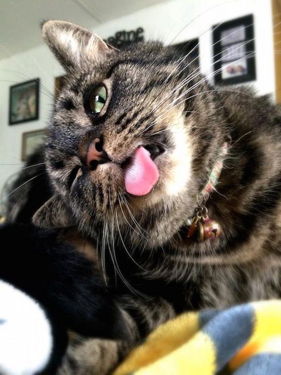 Cats-Caturday