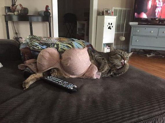 Cats-Caturday