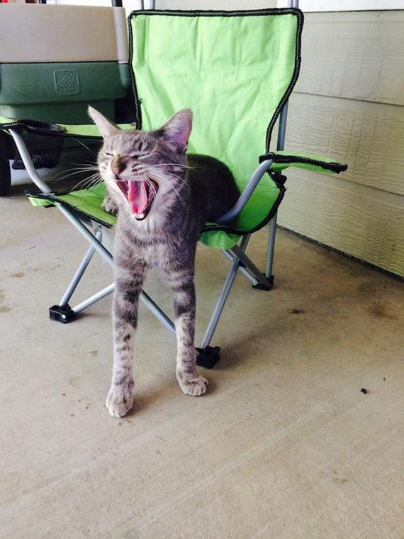 Cats-Caturday