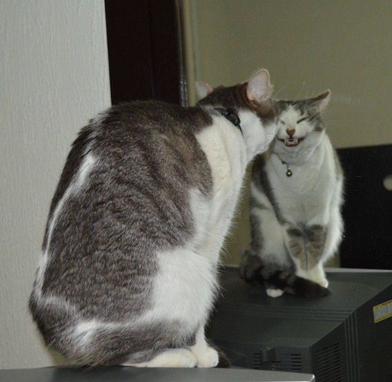 Cats-Caturday