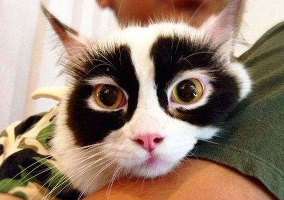Cats-Caturday