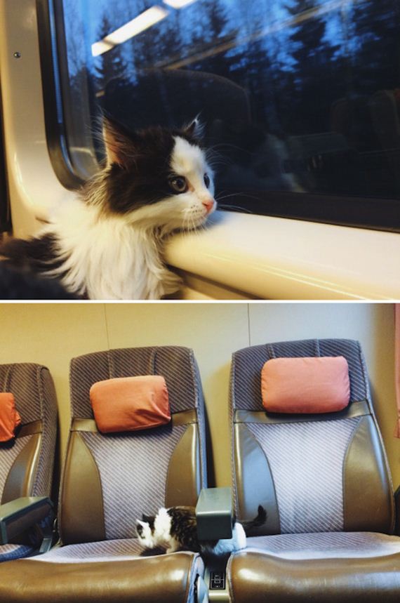 Cats-Caturday