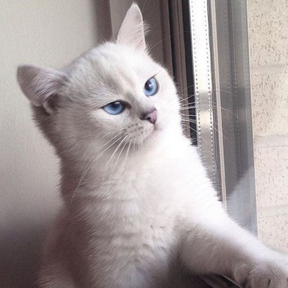 Cats-Caturday