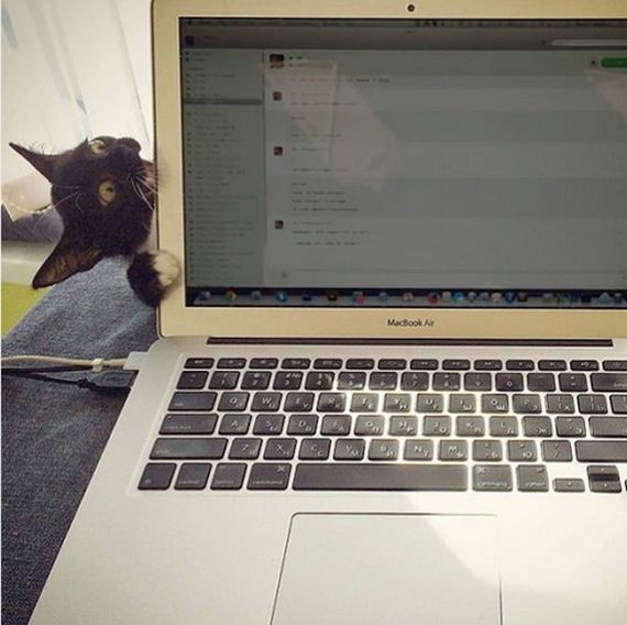 Cats-Caturday