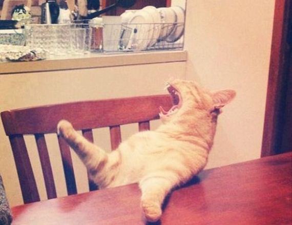 Caturday-Day