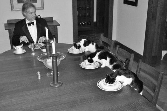 Caturday-Day