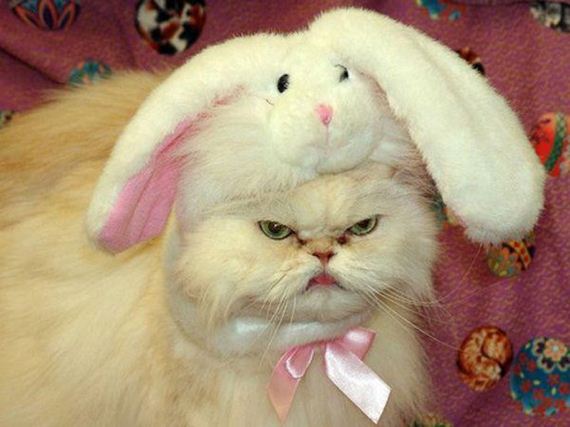 Caturday-Day