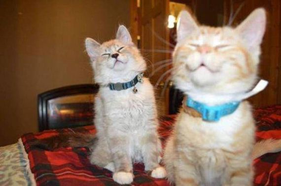 Caturday-Day
