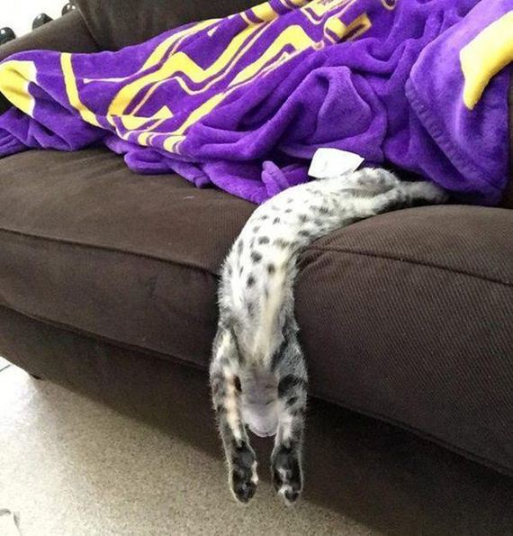 Caturday-Day