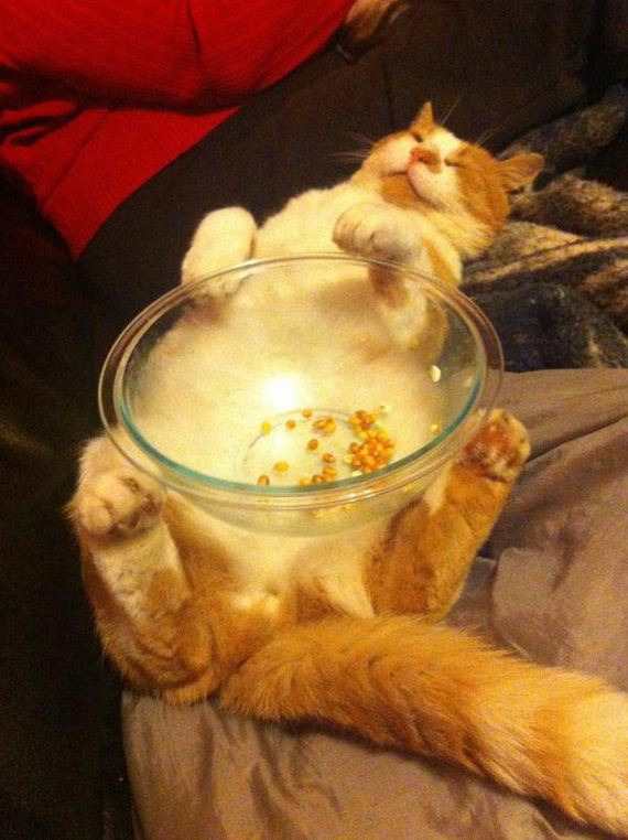 Caturday-Day