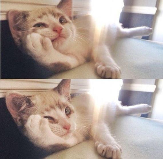 Caturday-Day