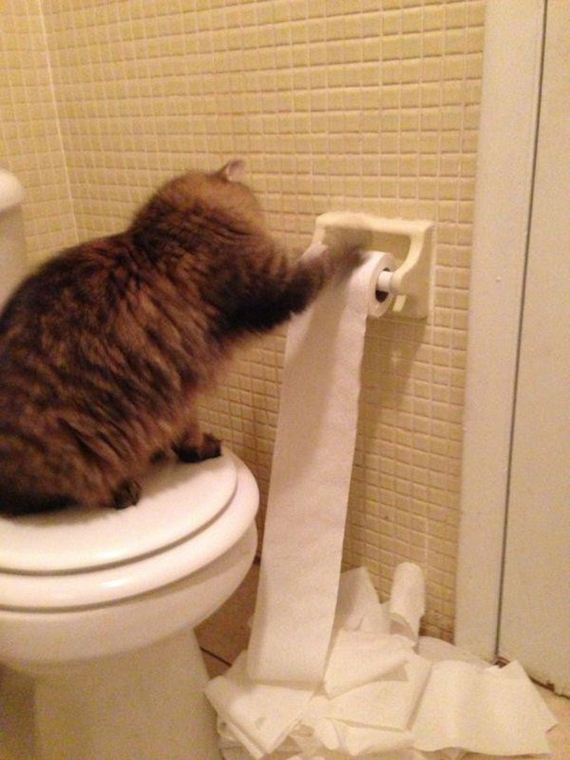 Caturday-Day