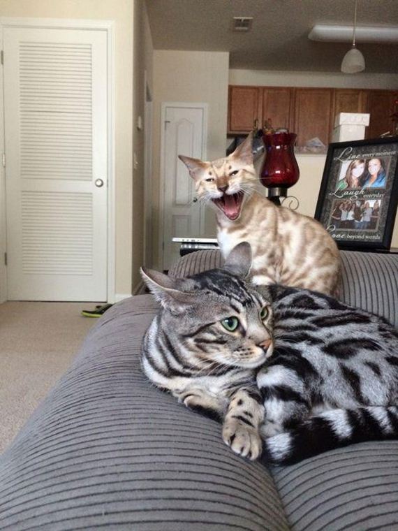Caturday-Day