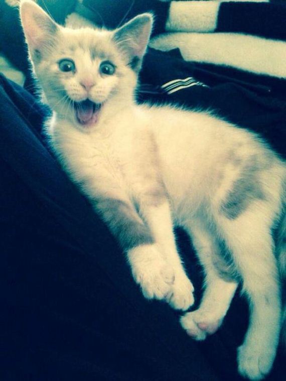 Caturday-Day