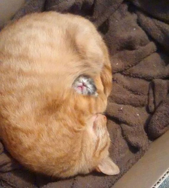 Caturday-Day