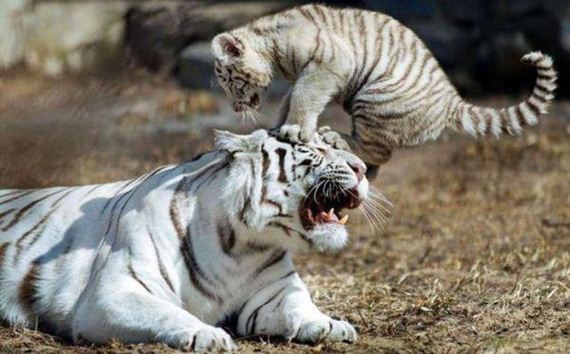 Caturday-Day
