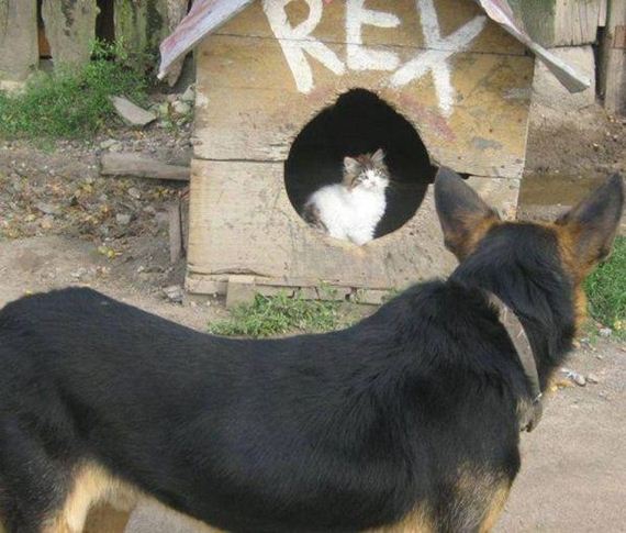 Caturday-Day