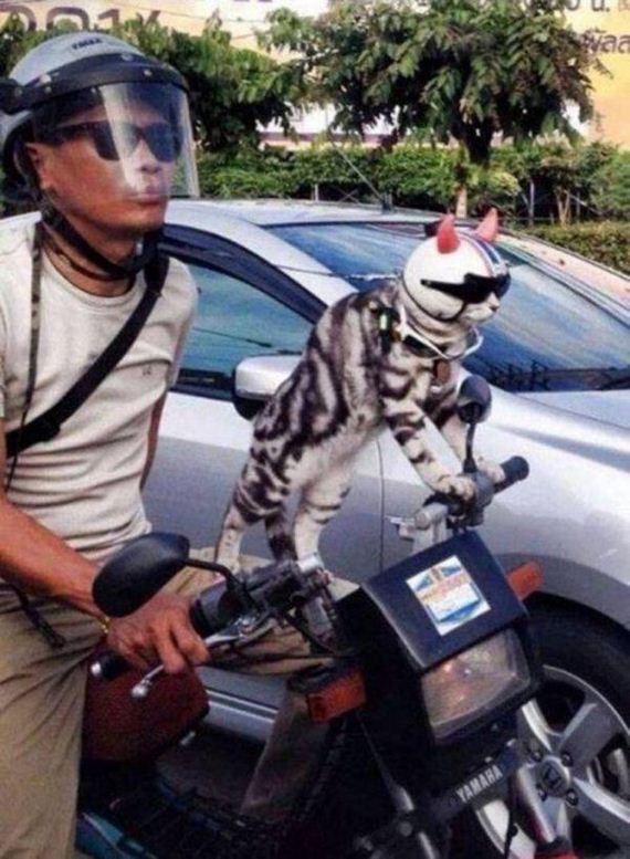 Caturday-Day