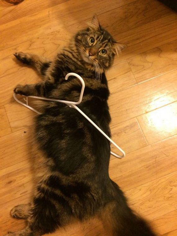 Caturday-Day