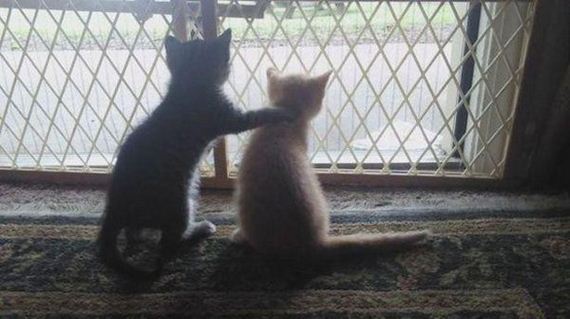 Caturday-Day