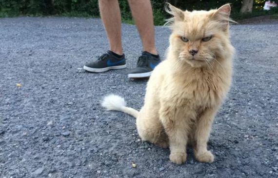 Caturday-Day
