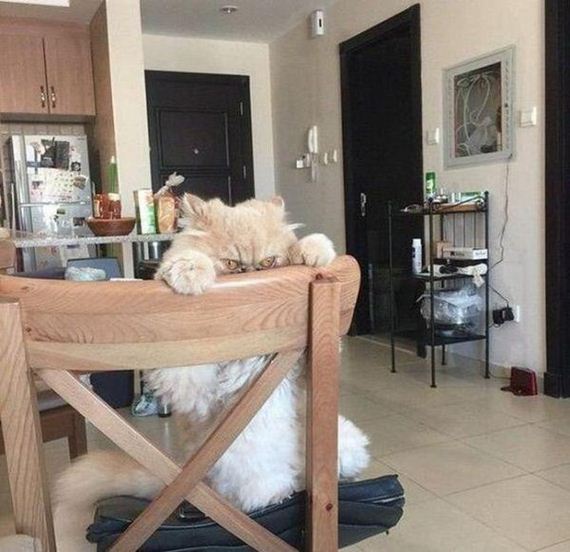 Caturday-Day