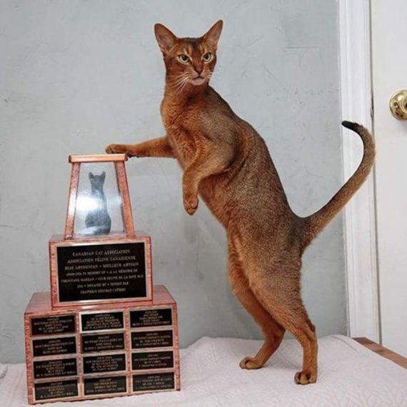 Caturday-Day
