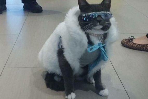 Caturday-Day