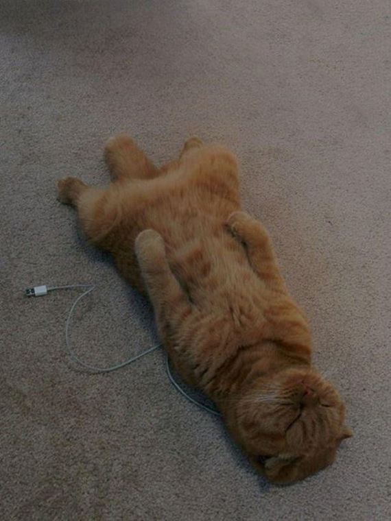 Caturday-Day