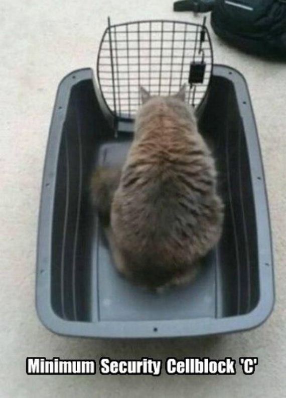 Caturday-Day
