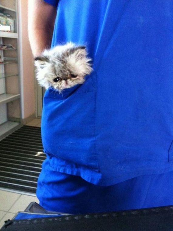 Caturday-Day
