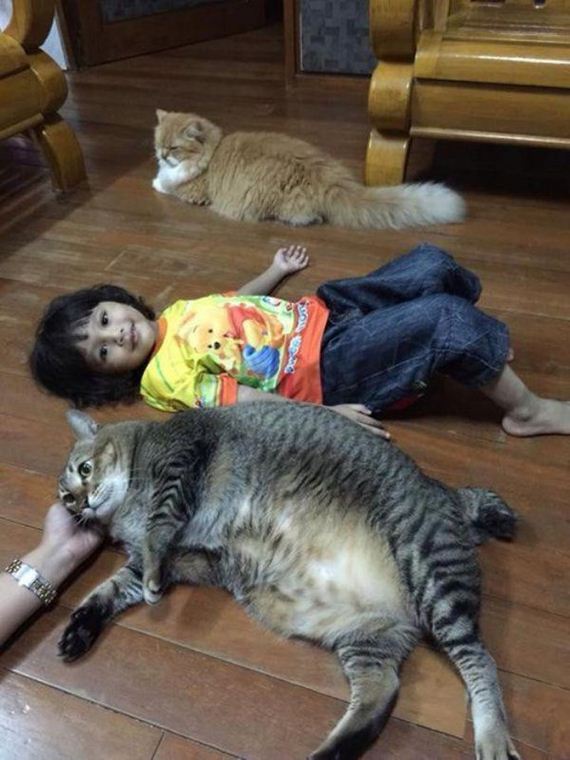 Caturday-Day