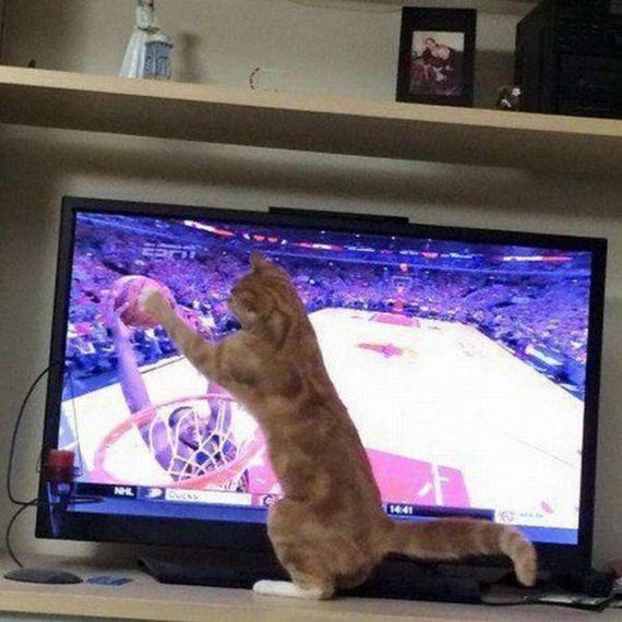 Caturday-Day