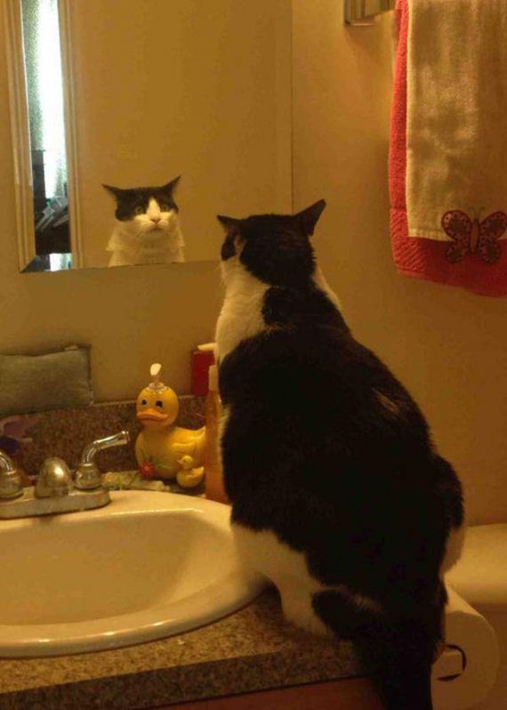 Caturday-Day