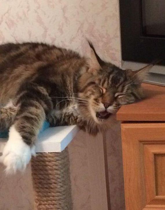 Caturday-Day